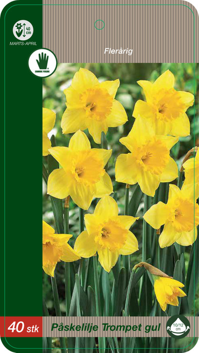 Grønne Fingre® blomsterløg 'Påskelilje Trompet Gul' 15 stk.